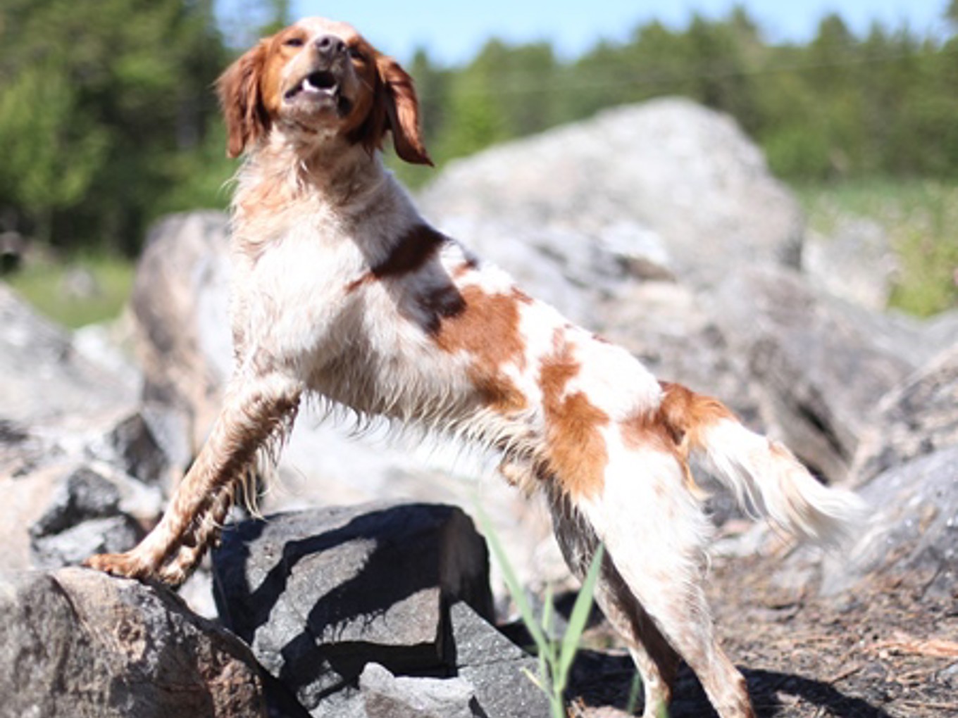 Lill Gemons Mc Nevis (3)