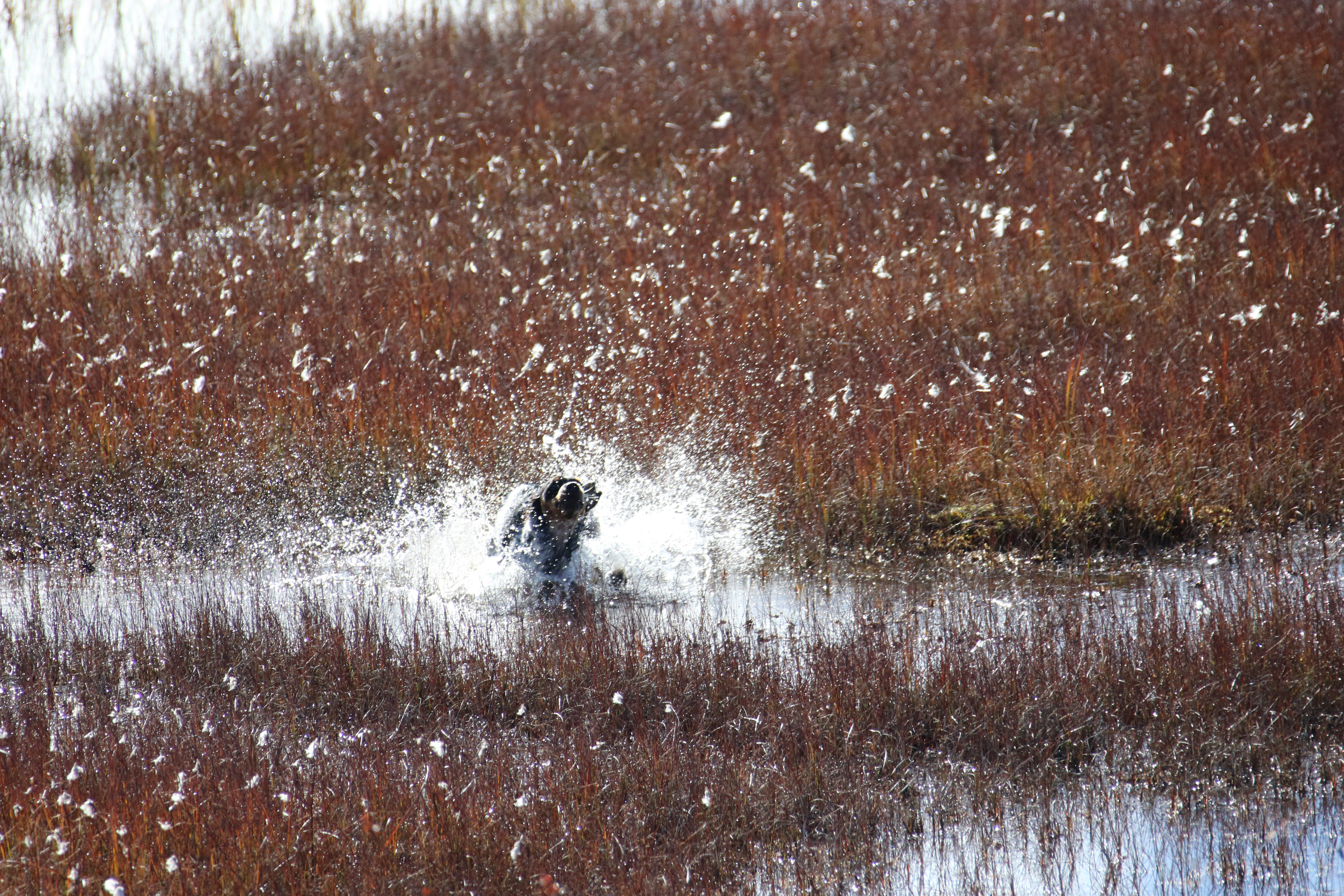 Almkullens Gucci2016 4