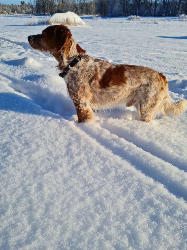 Kruttönna's Smirnoff