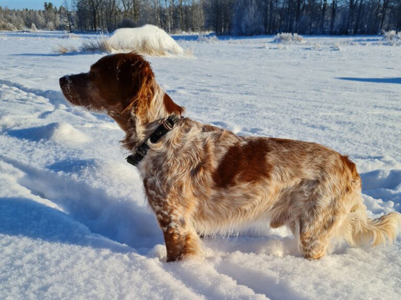 Kruttönna's Smirnoff