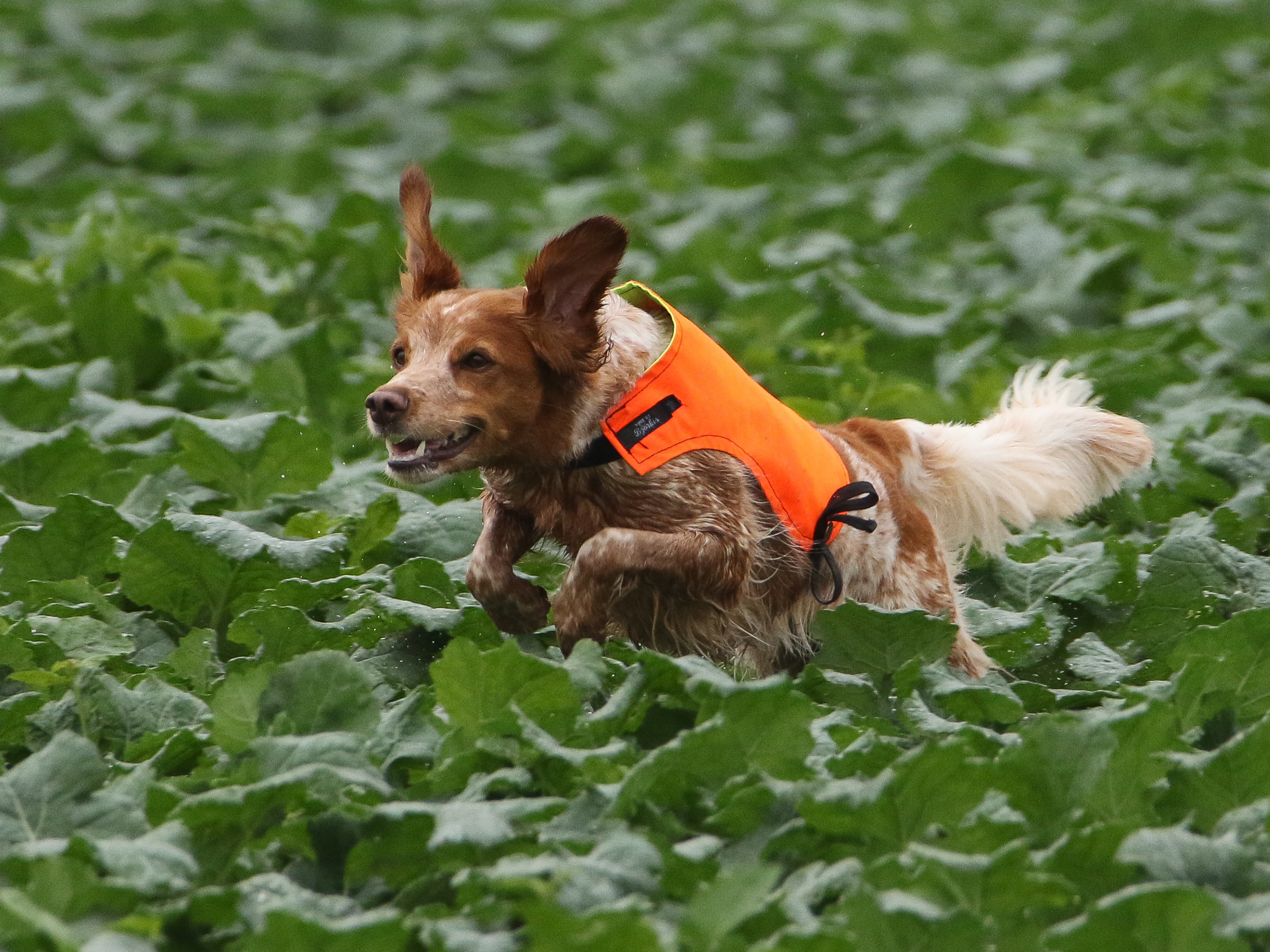 Lill Gemons Luna (Hera)