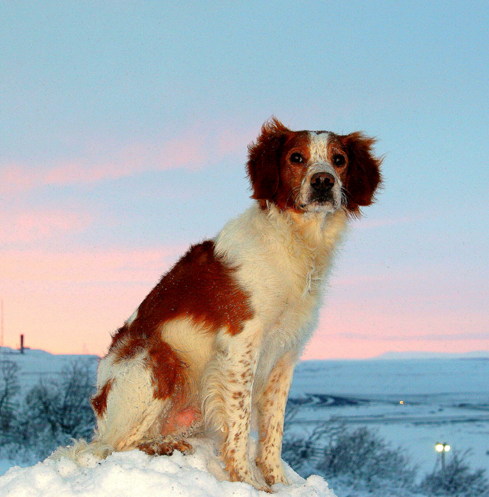 Suhlegan Tarzan Champion
