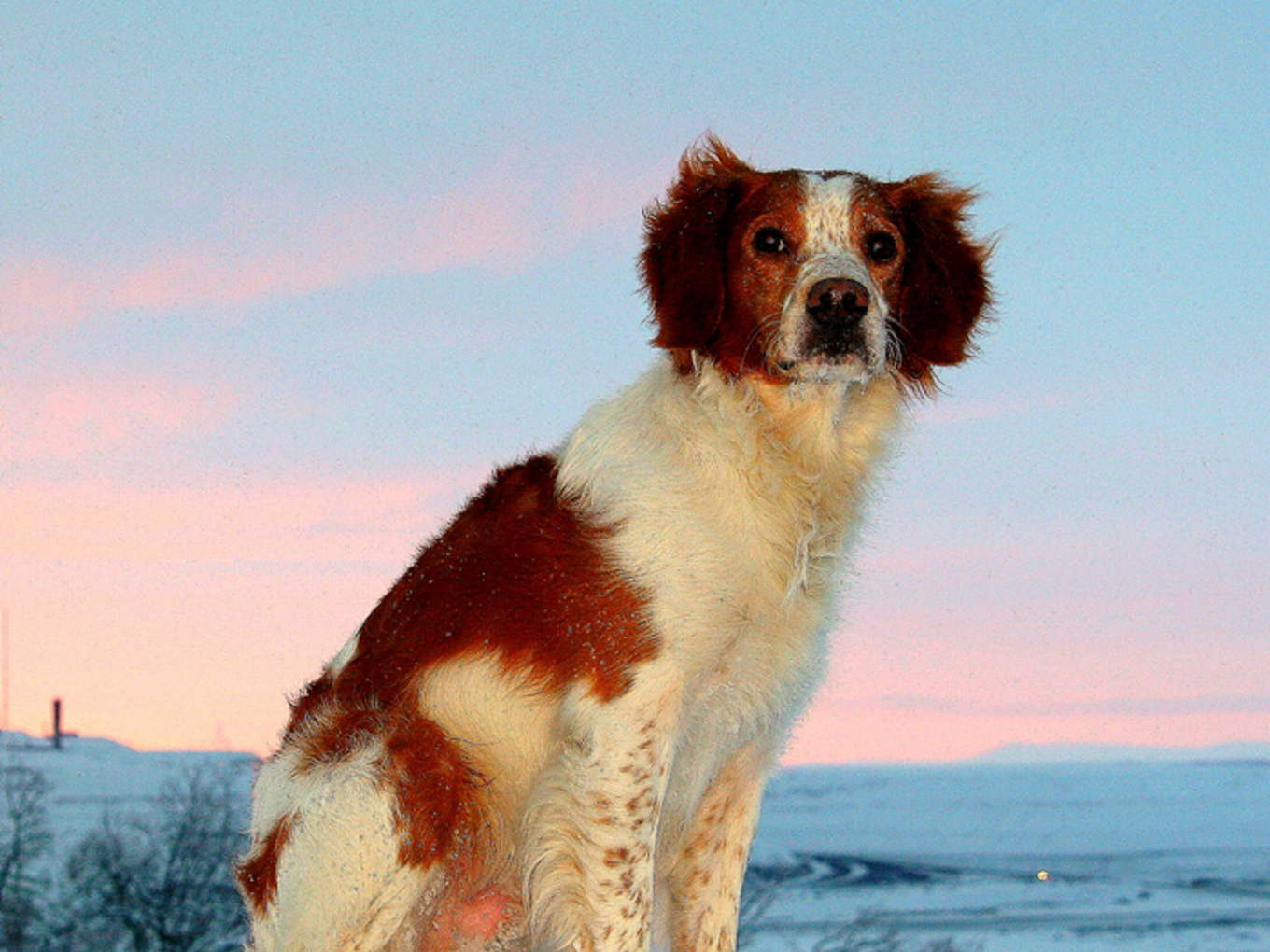 Suhlegan Tarzan Champion