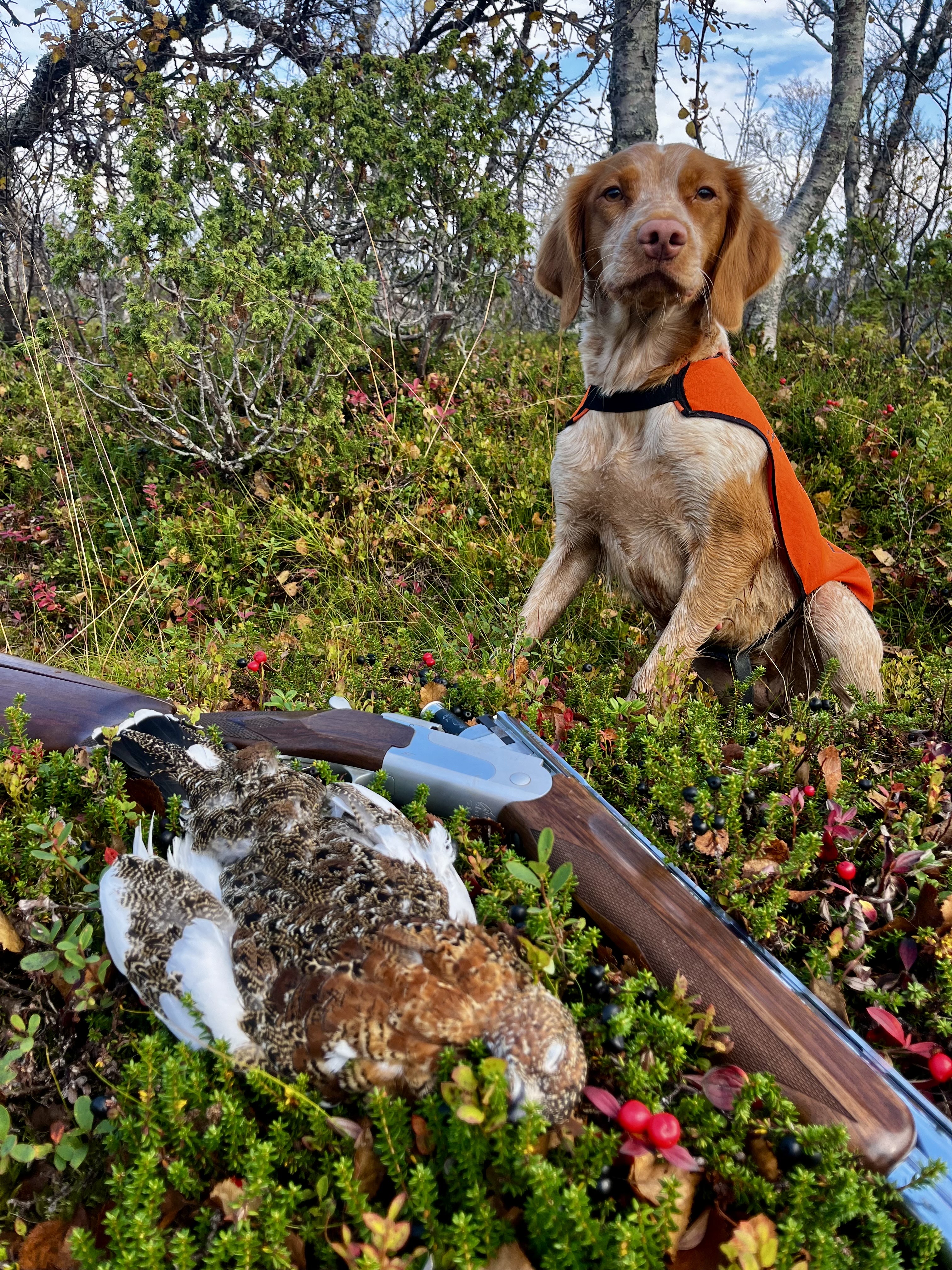 Ruffedalen's TP Lucia