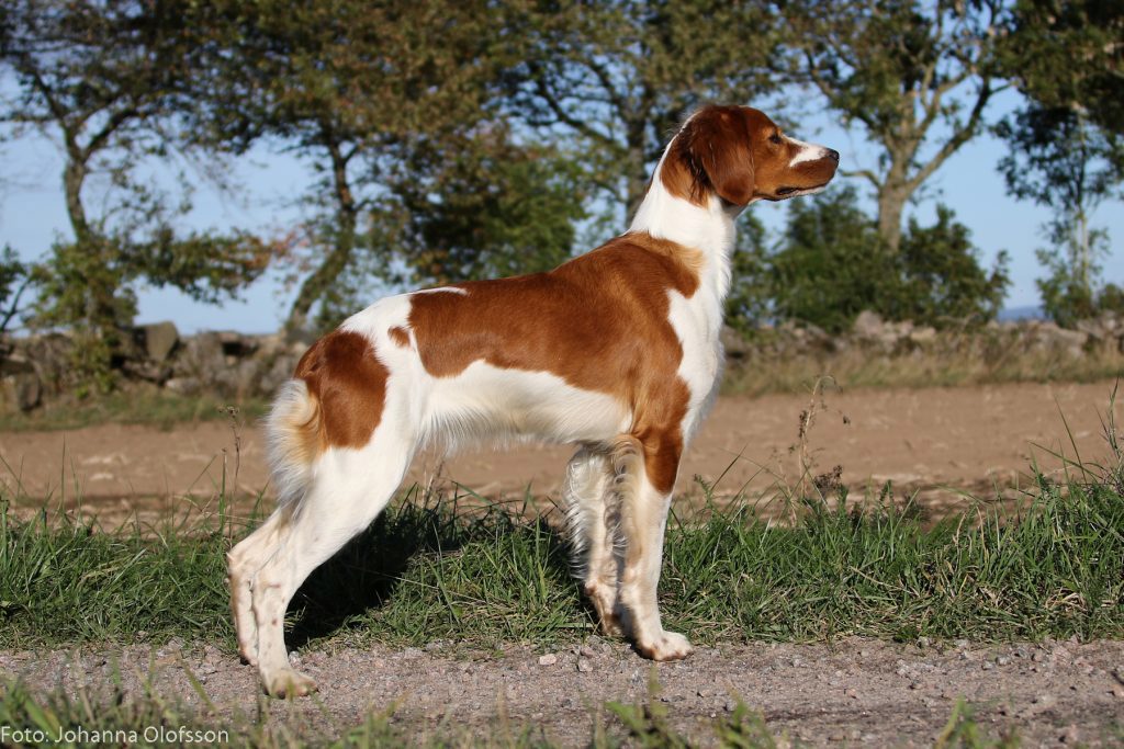 Almkullens Flying Flua