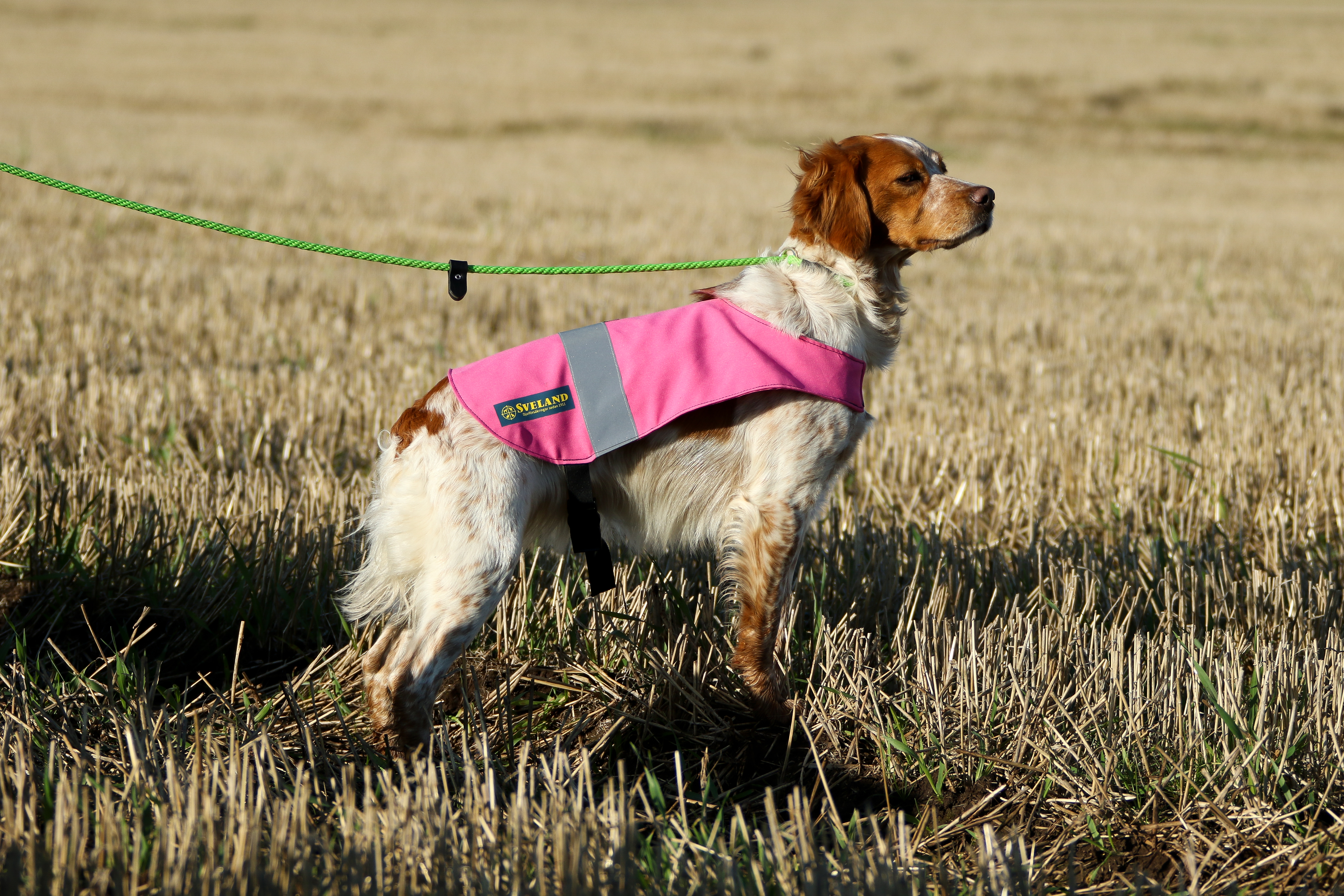 Mustang Des Bois De Gland 1