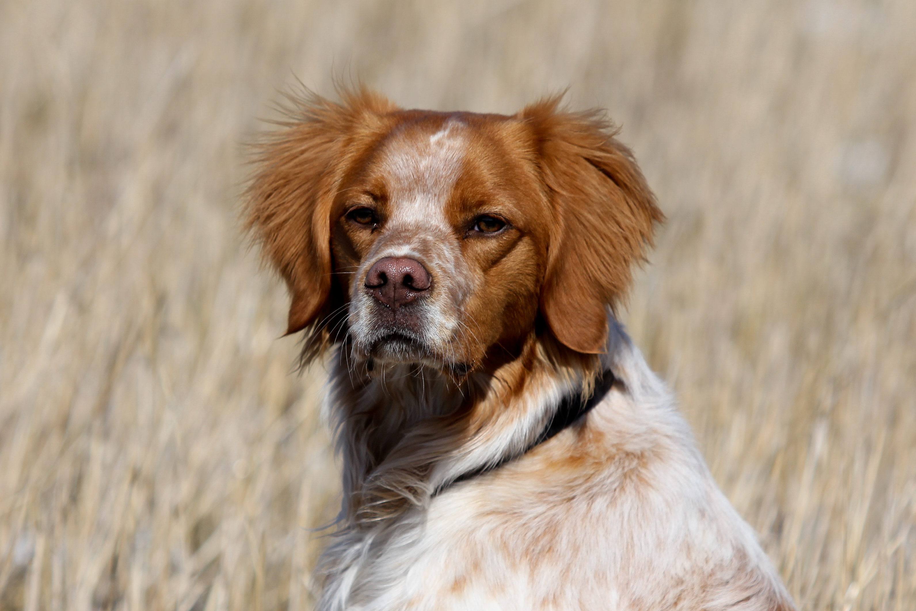 Almkullens Alonso (2)