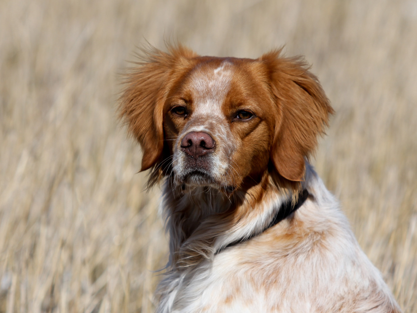 Almkullens Alonso (2)