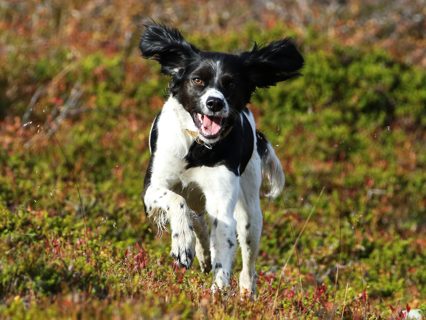 Almkullens Bess2016 3