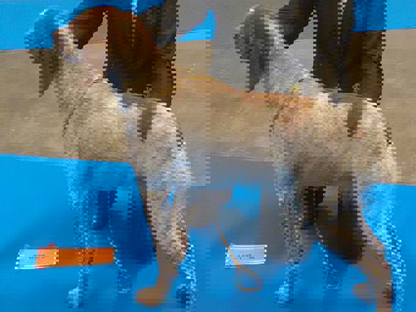 Strandbys Bonjour Maine Sterner 2016 01 07 Bonjour