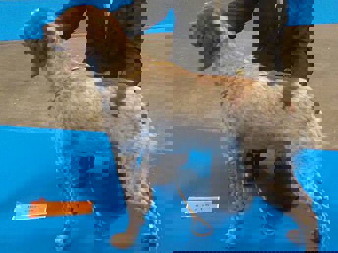 Strandbys Bonjour Maine Sterner 2016 01 07 Bonjour