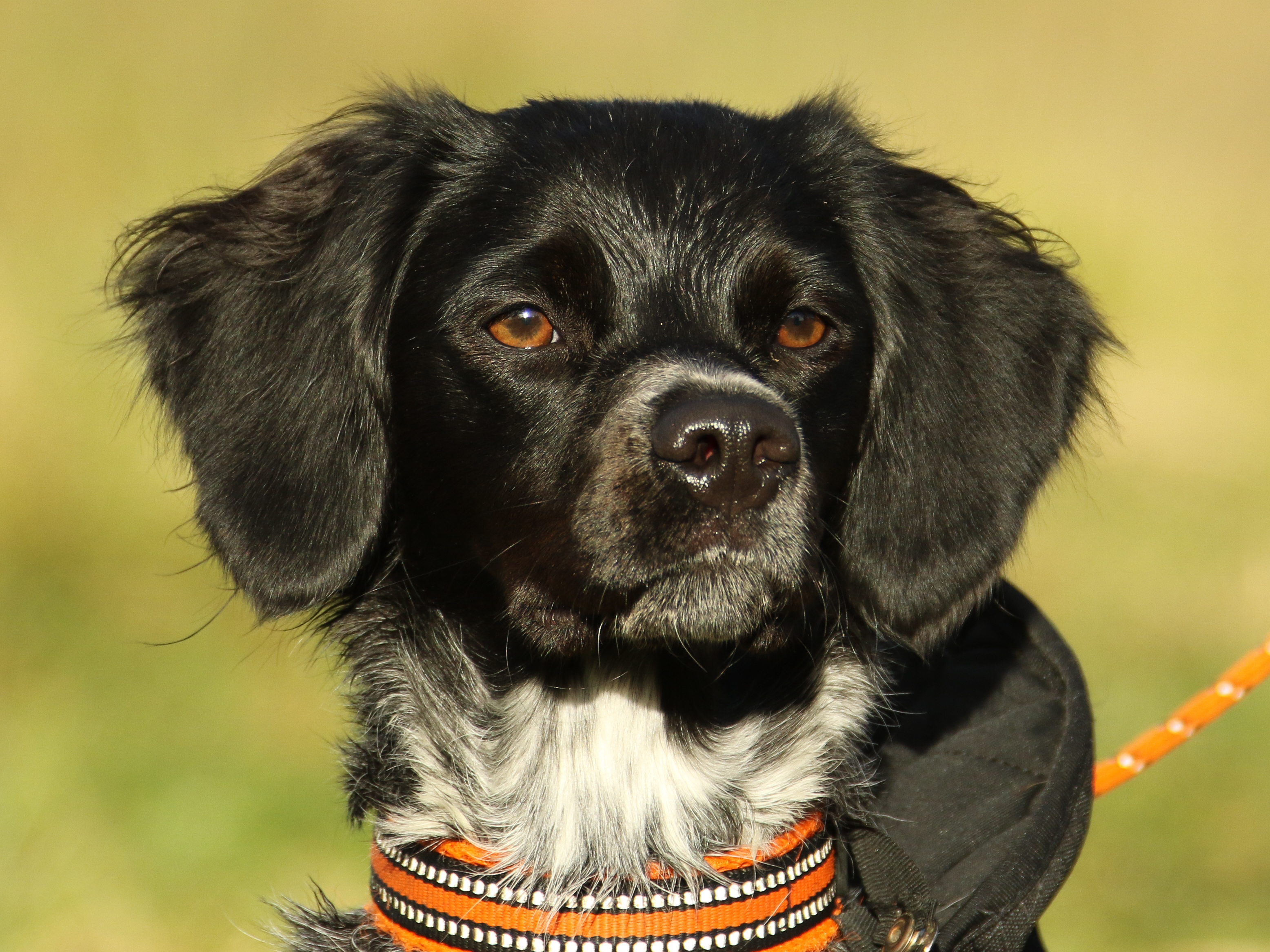 Almkullens Jessie2022