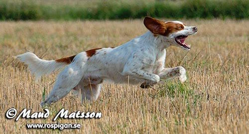 Red Garlic's Wasabi Willie Årets 2015