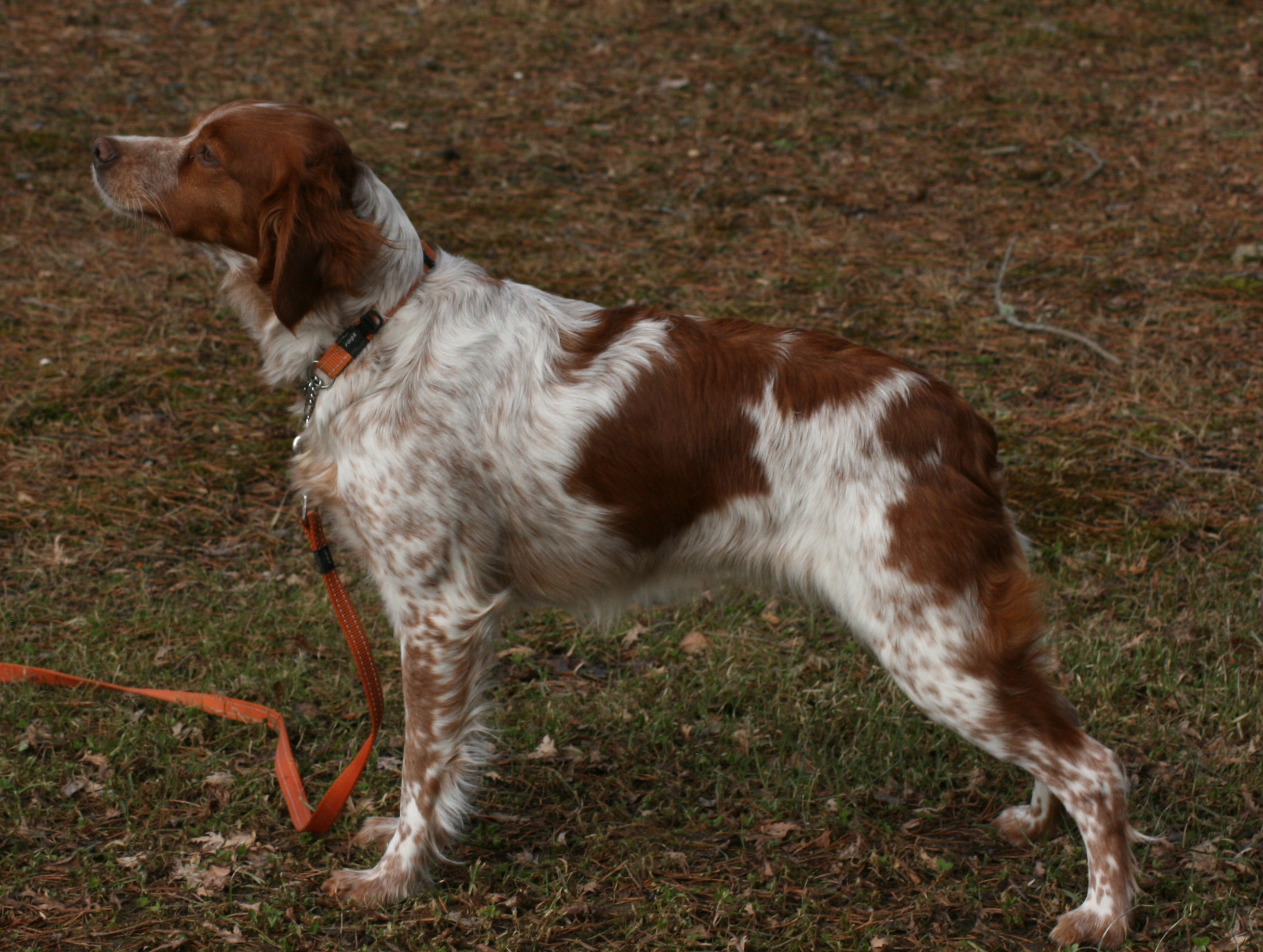 Tilde Du Clan Des Perdrix