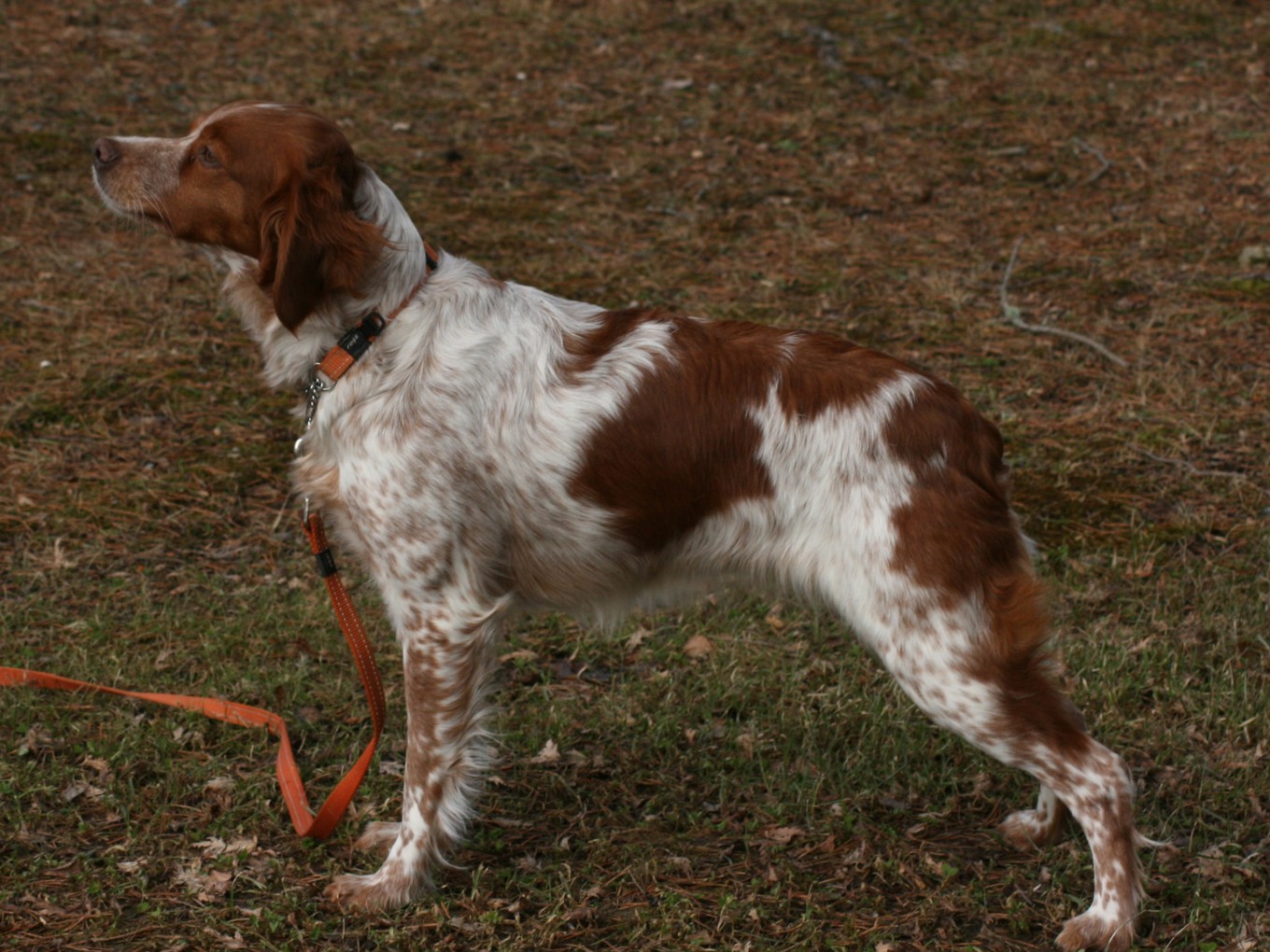 Tilde Du Clan Des Perdrix