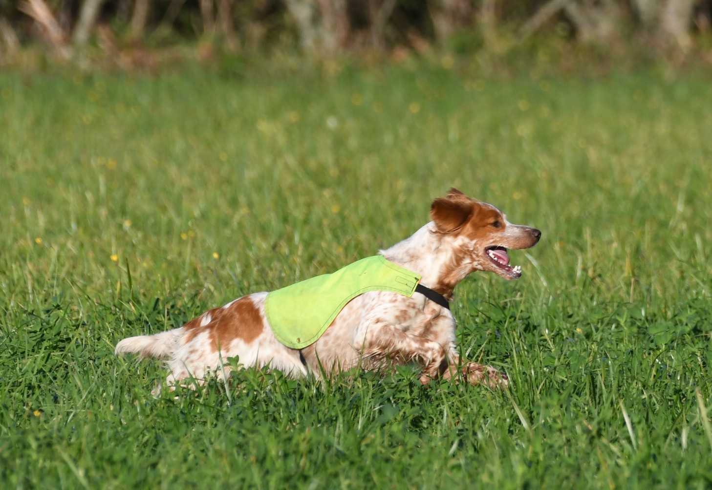 Eirams Candy Louisdotter L