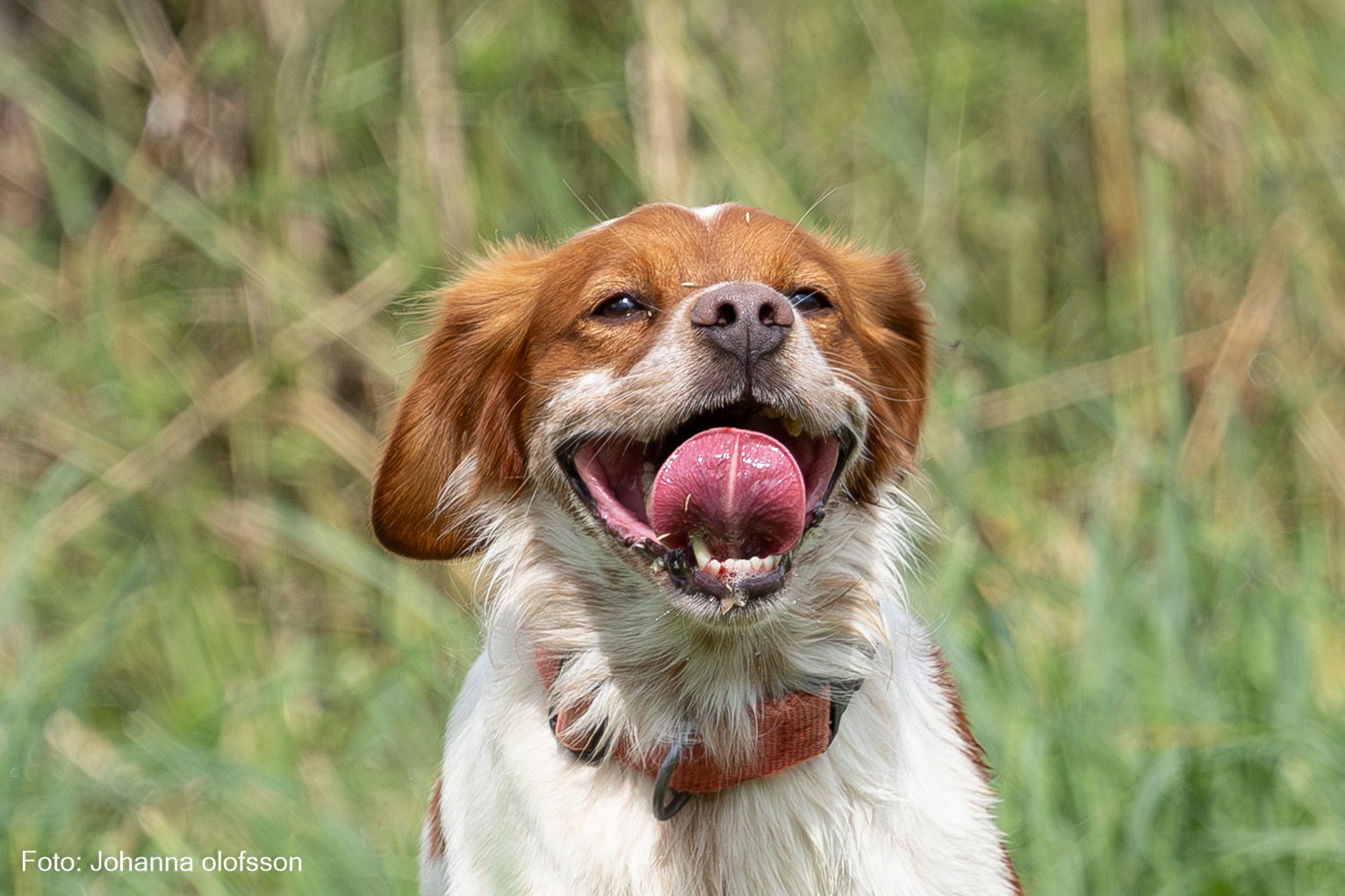 Bandittens Fraekke Batman Äg Allan Hansen2025 2