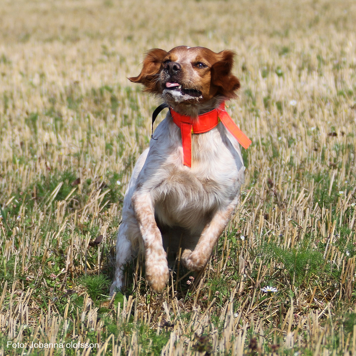 Almkullens Isidor (1)