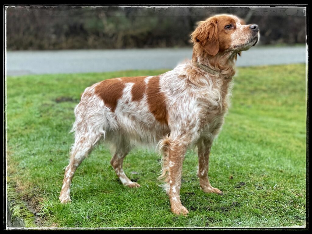 Minuty De Passemarais (1)