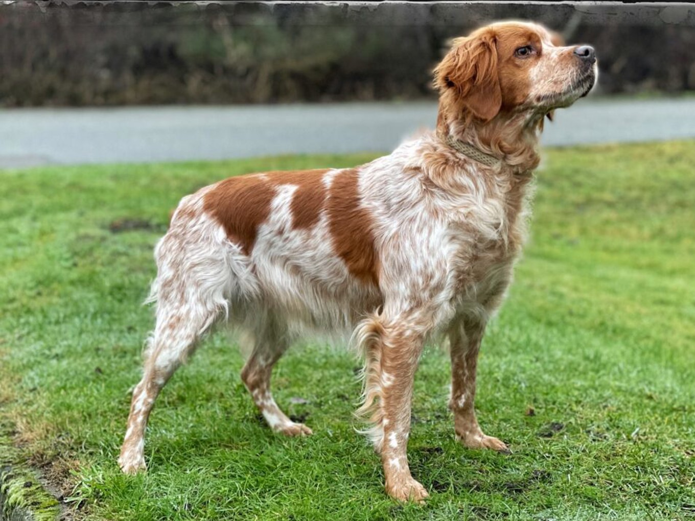 Minuty De Passemarais (1)