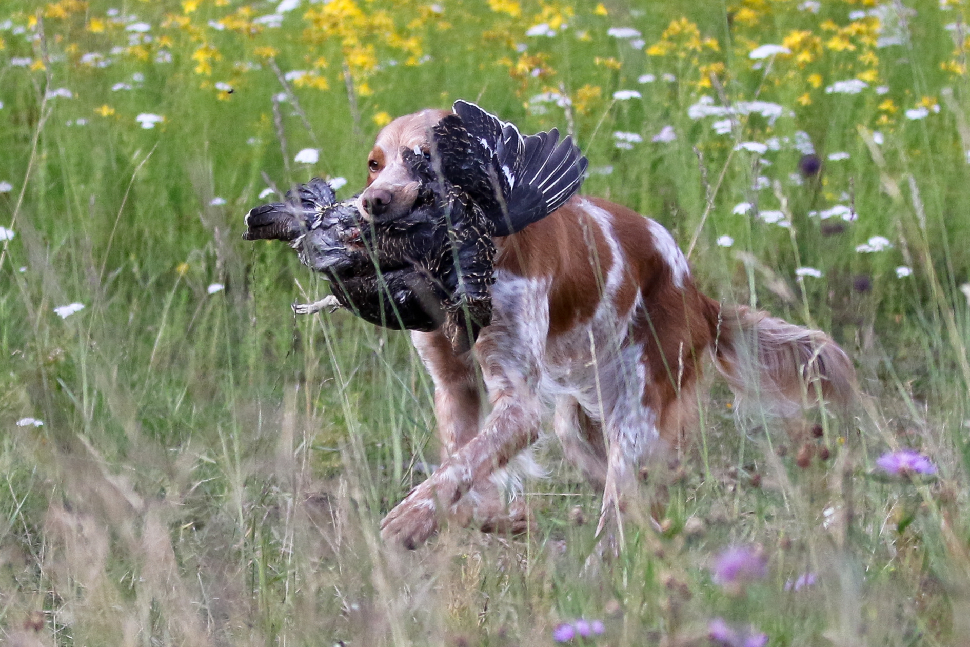 Almkullens Calla2015 3