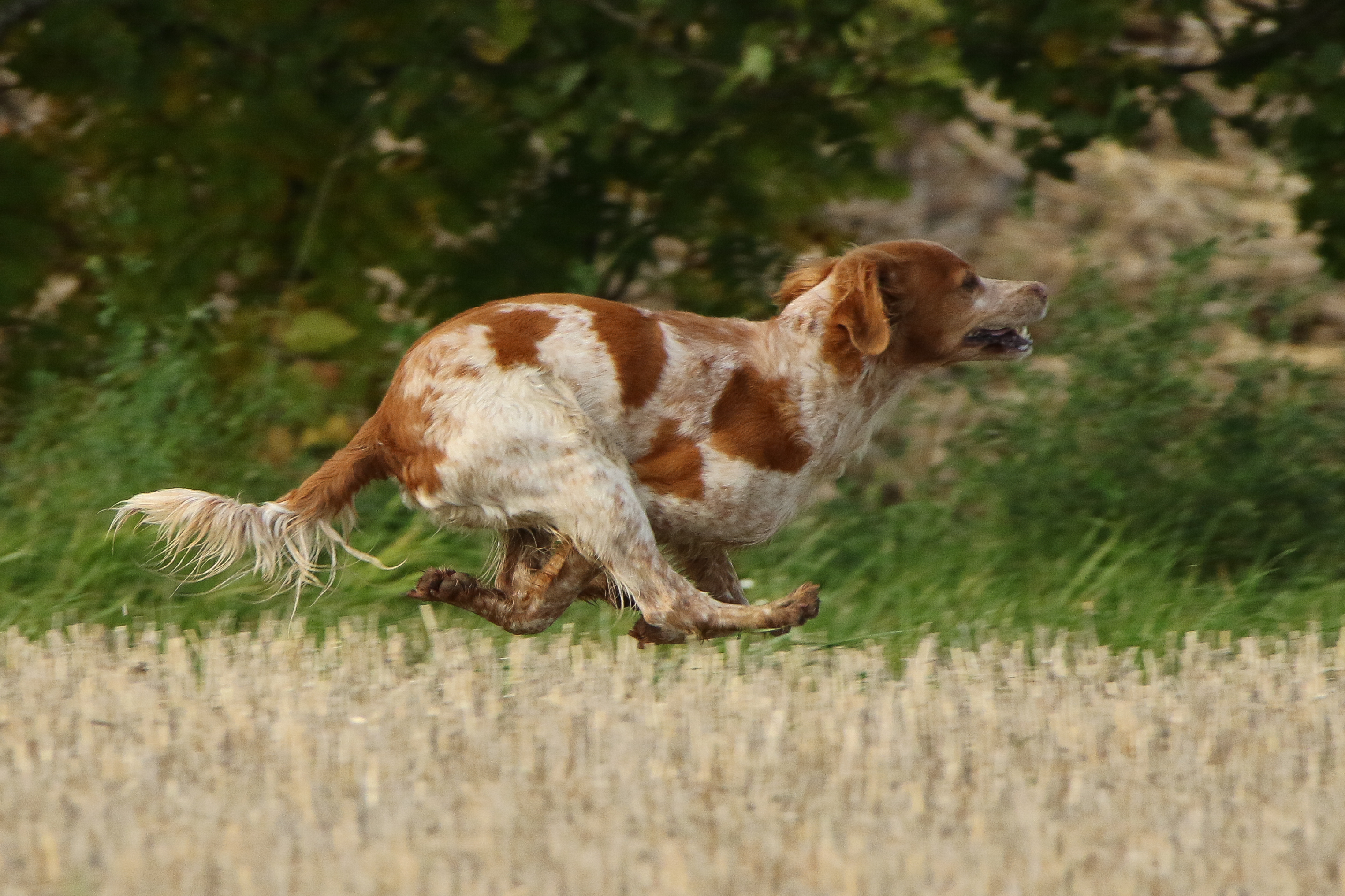 Fiskonfjällets Zita 1