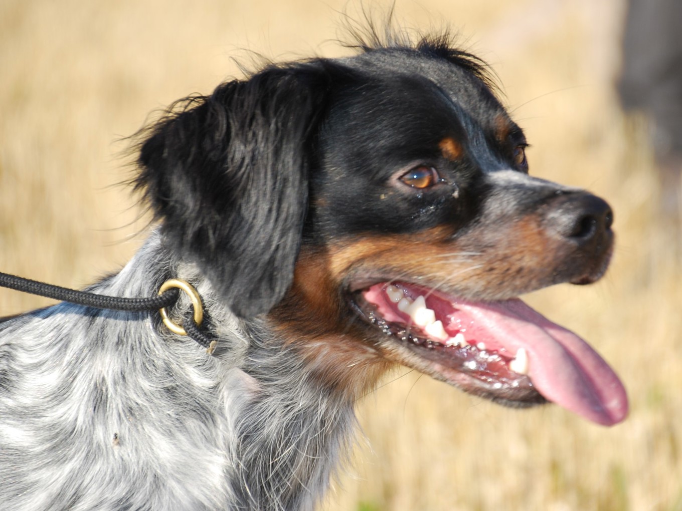 Red Garlics Uniq Ess Huvud