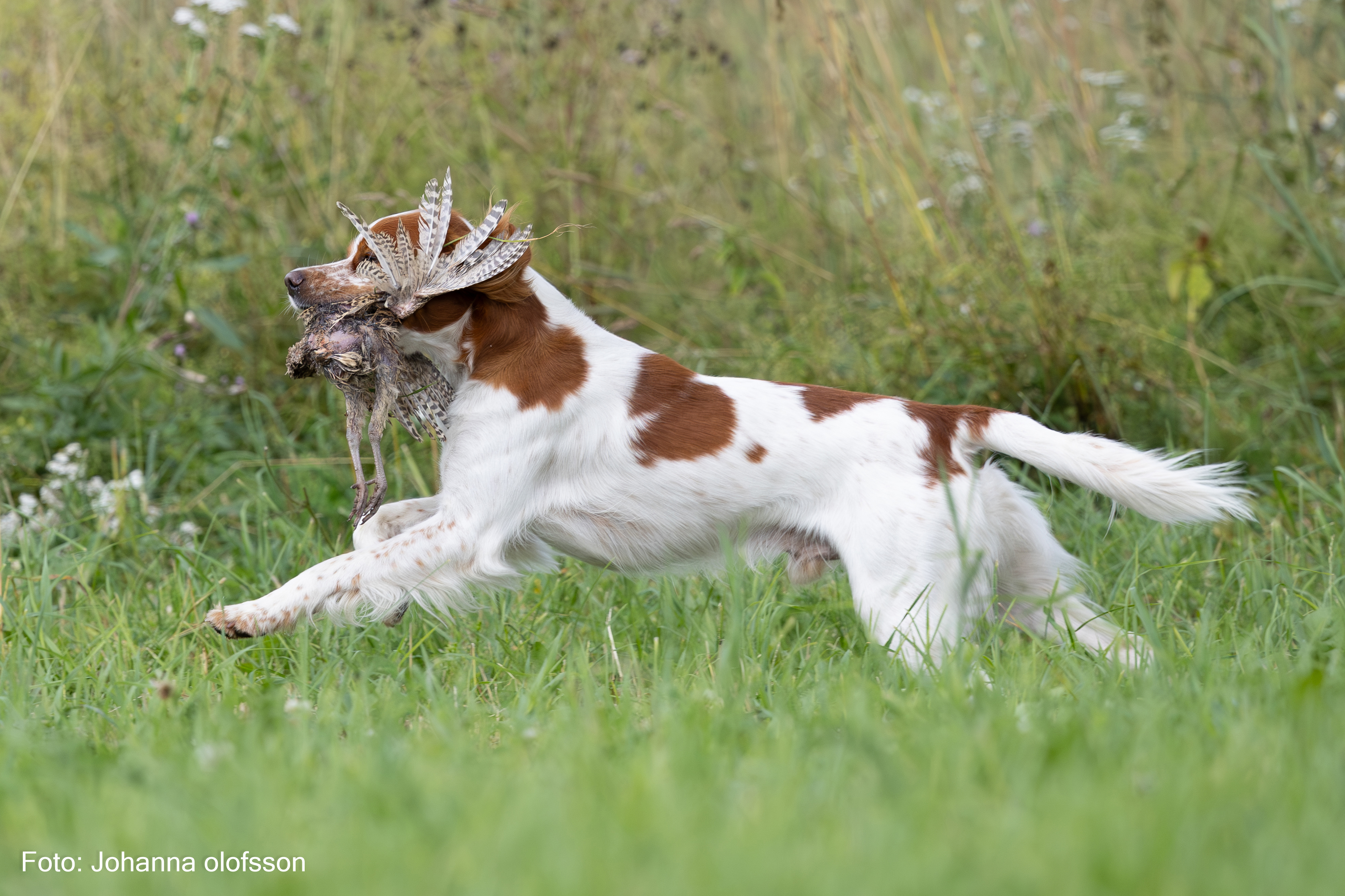 Almkullens Max2025 2