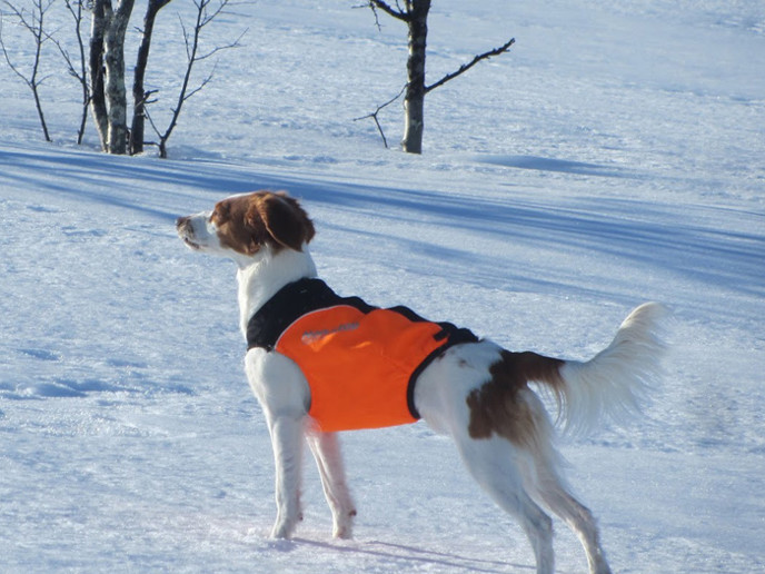Vakkuniva Tarzan S TR Tindra