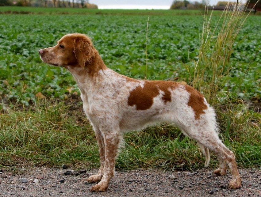 Fiskonfjällets Zita