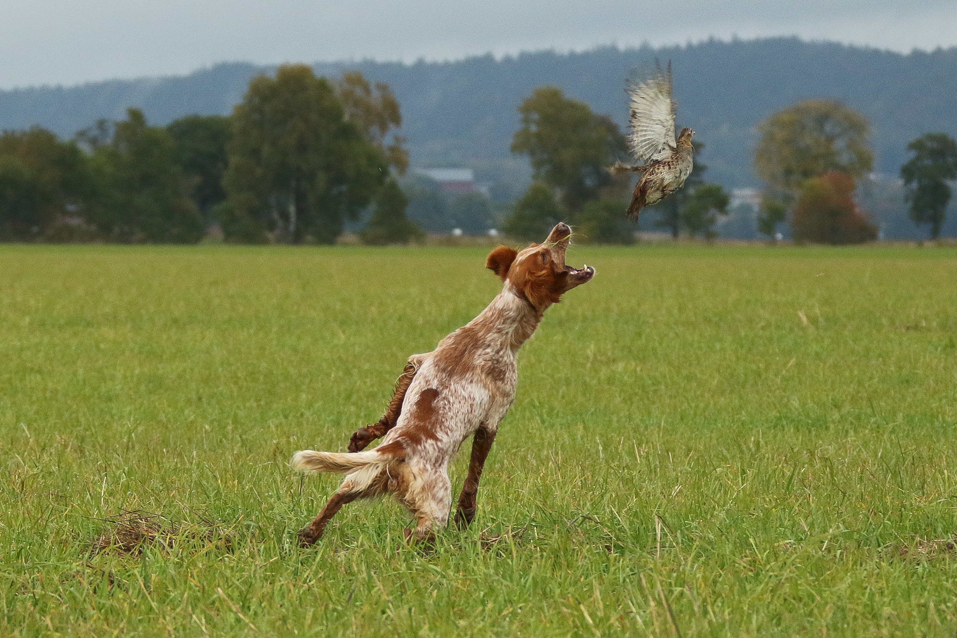 Fiskonfjällets Aika