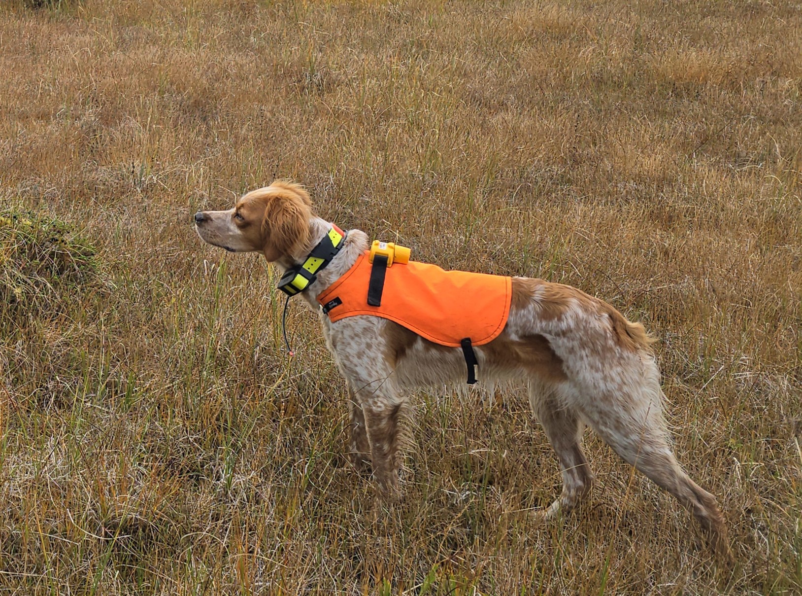 Sagatunrypas Silje 2