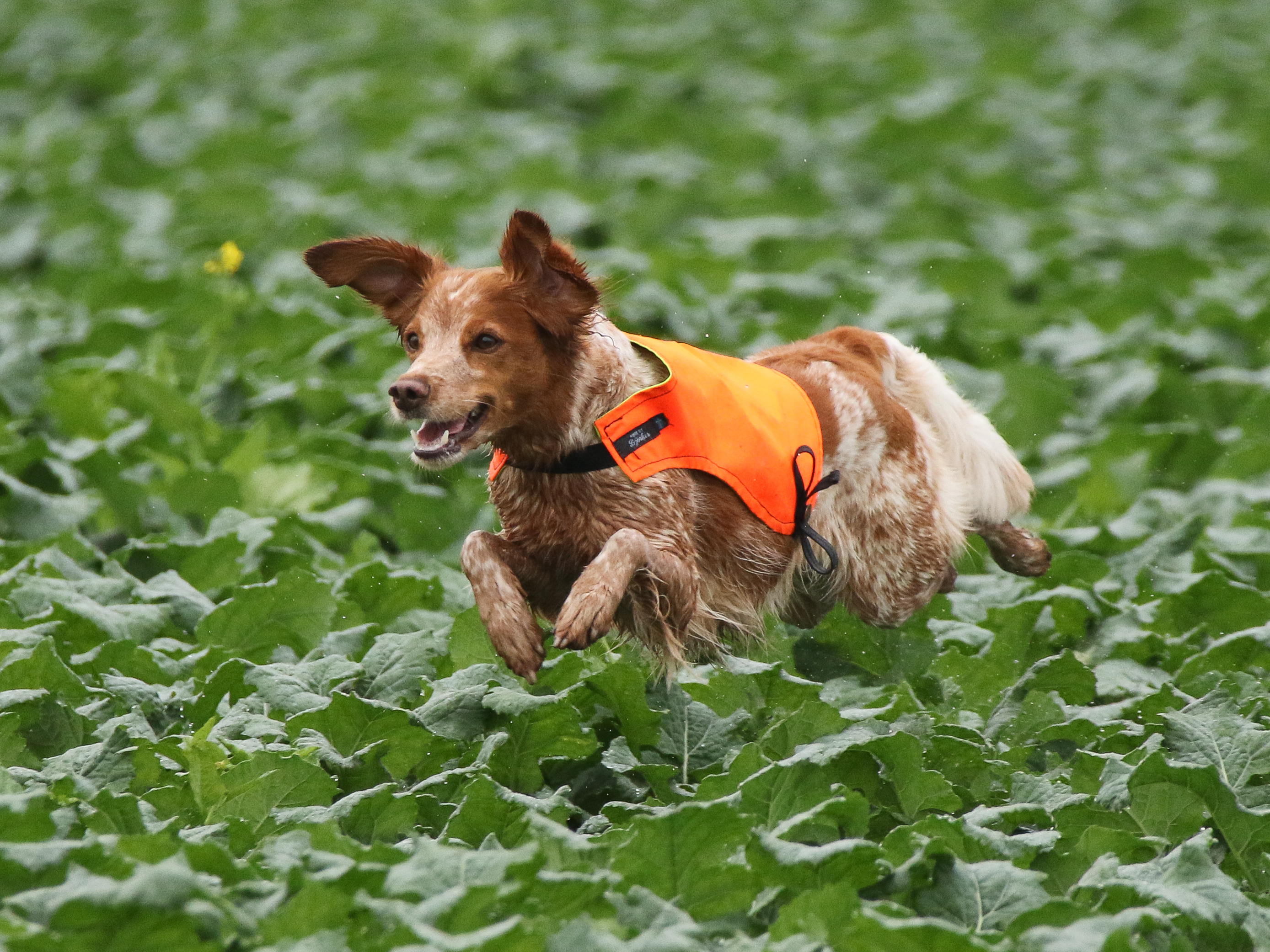 Lill Gemons Luna (Hera) (1)