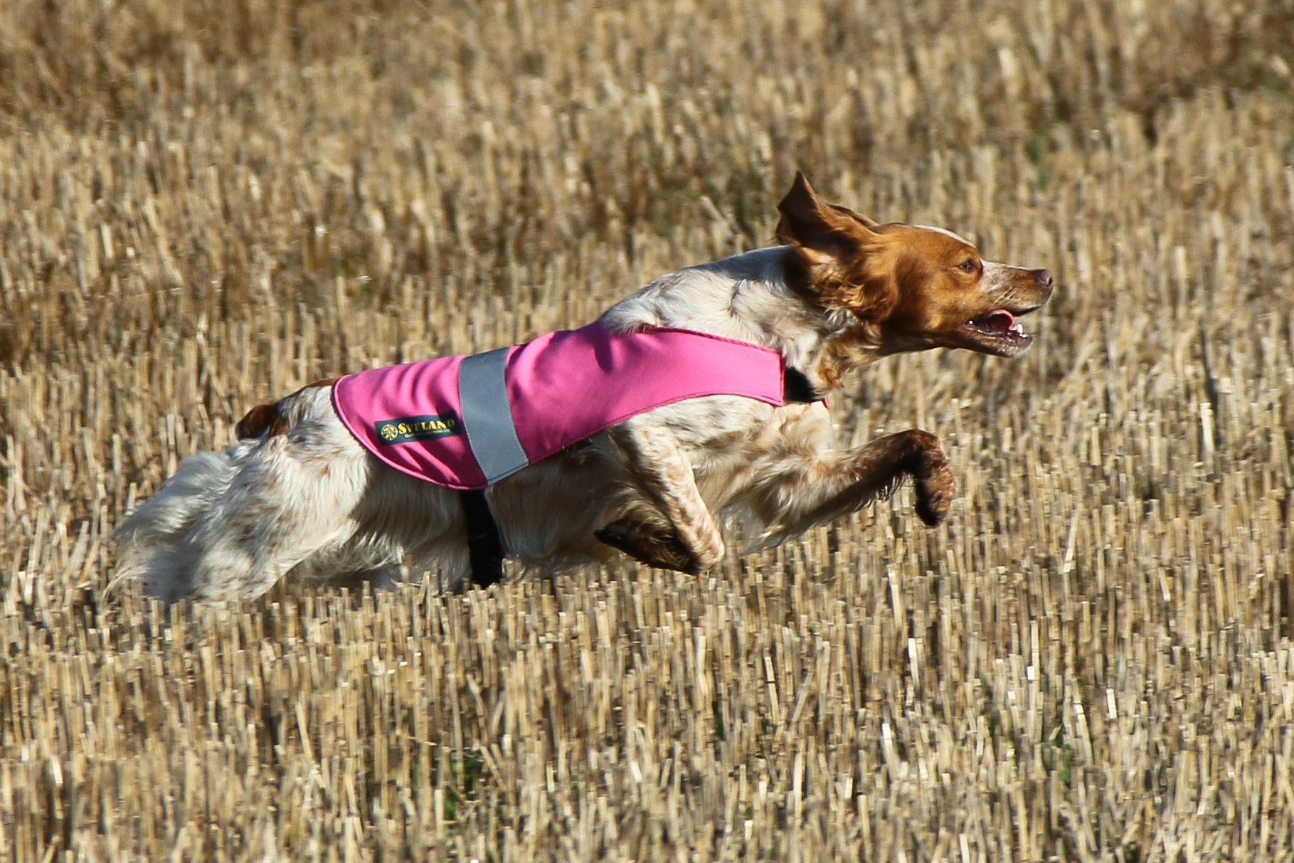 Mustang Des Bois De Gland 2