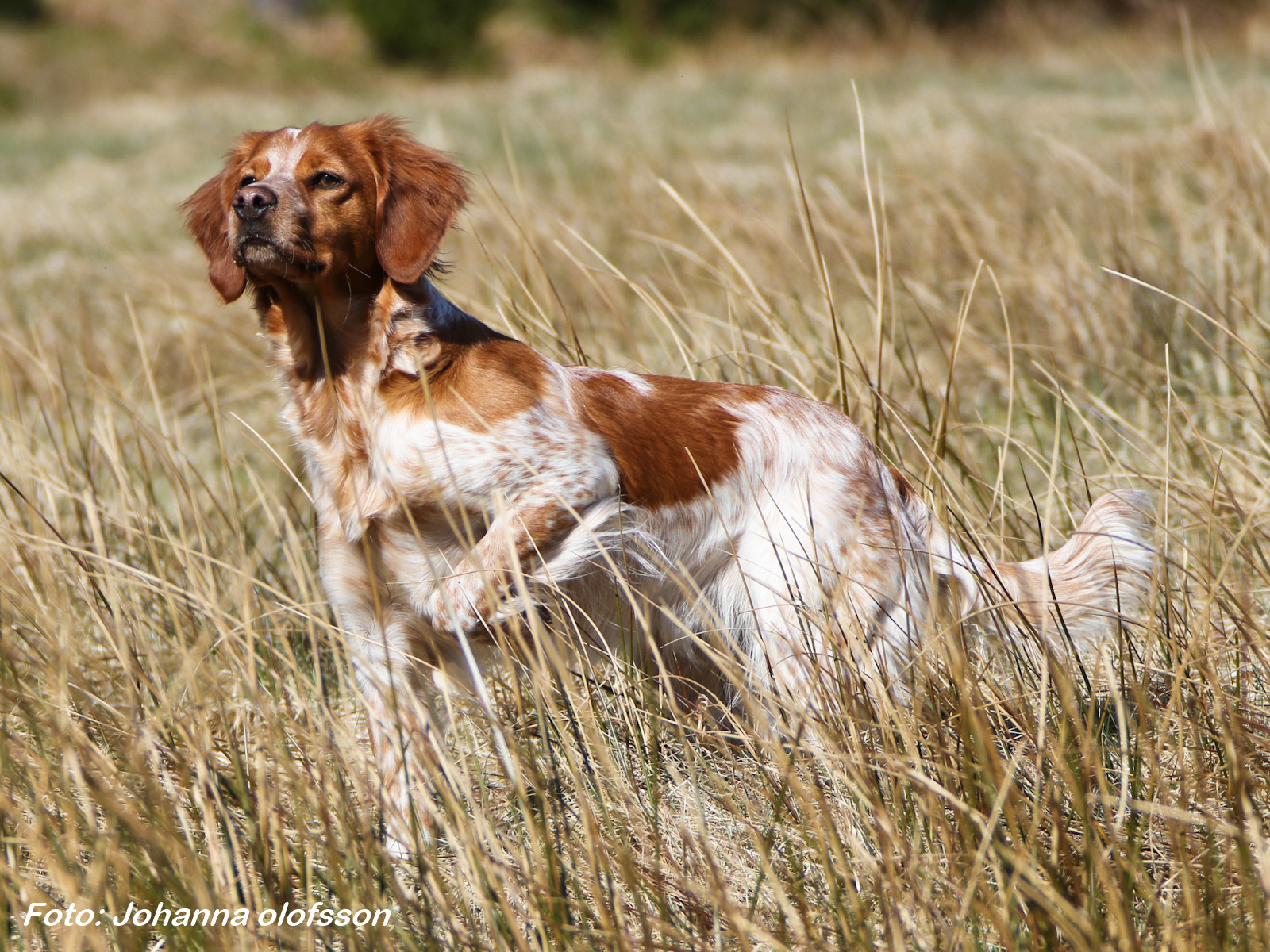 Almkullens Fia S UCH