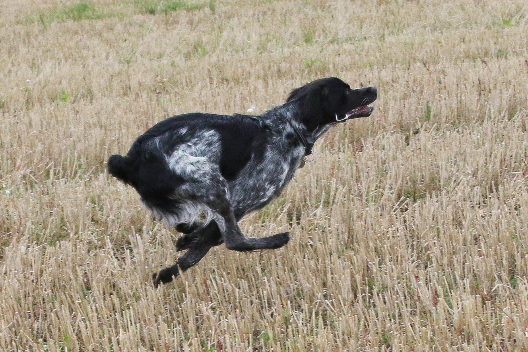 Almkullens Konjak2022 2