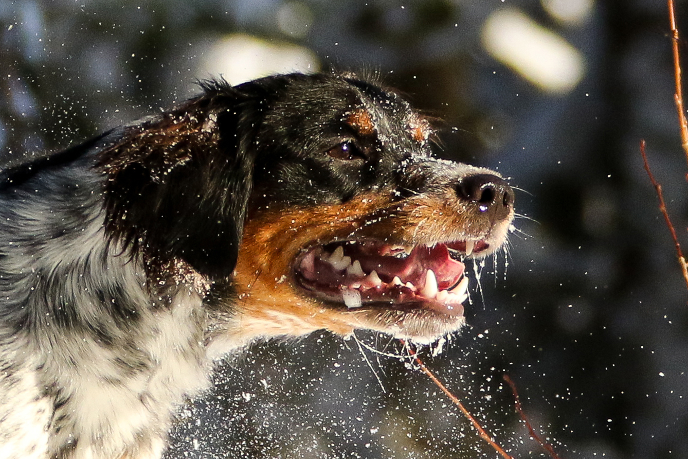 Almkullens Gucci2016 2