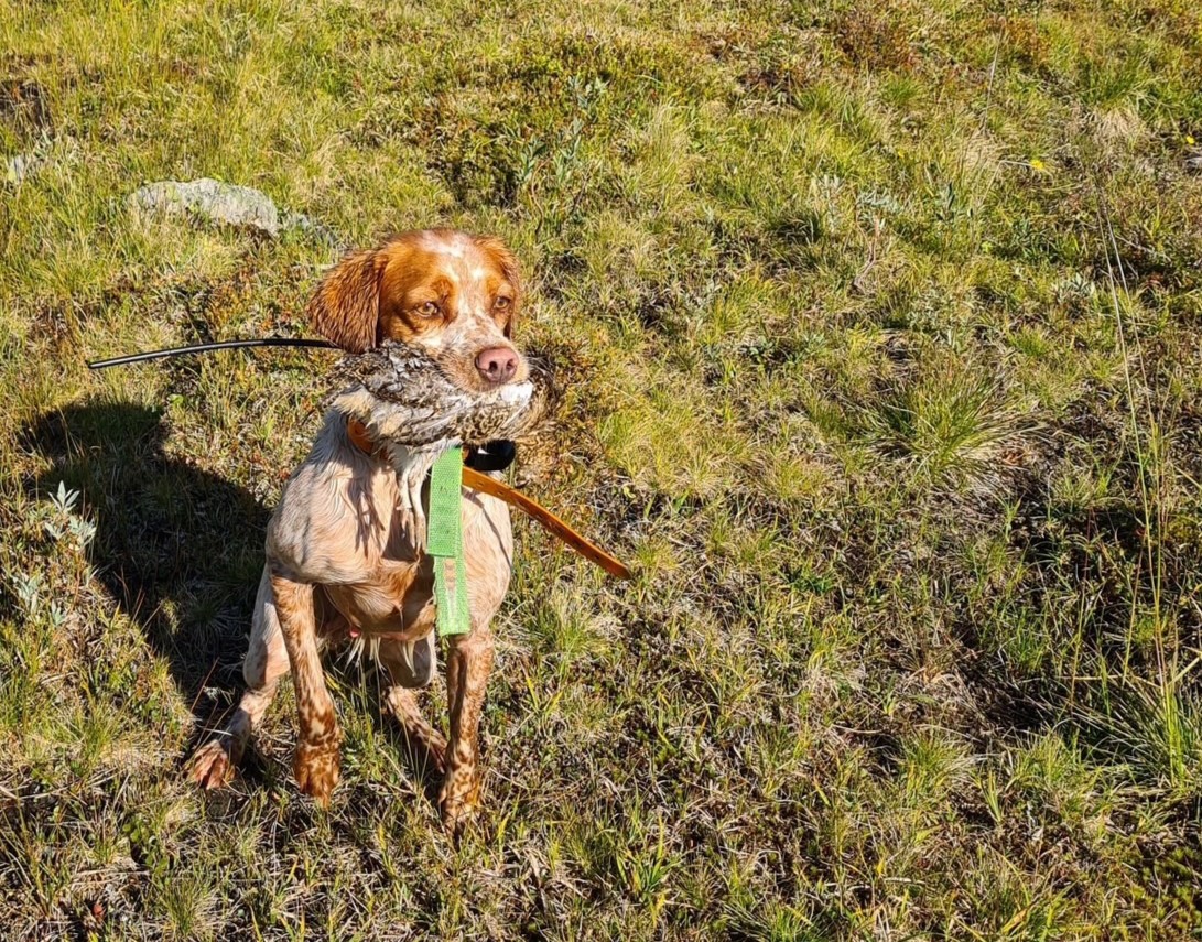 Eirams Fina Fågelfinnare 1