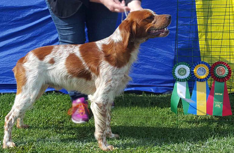 Almkullens Foppa 2017 08 19 Eskilstuna Foppa