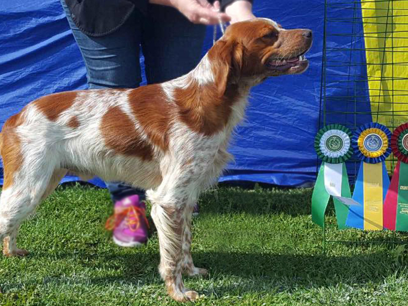 Almkullens Foppa 2017 08 19 Eskilstuna Foppa