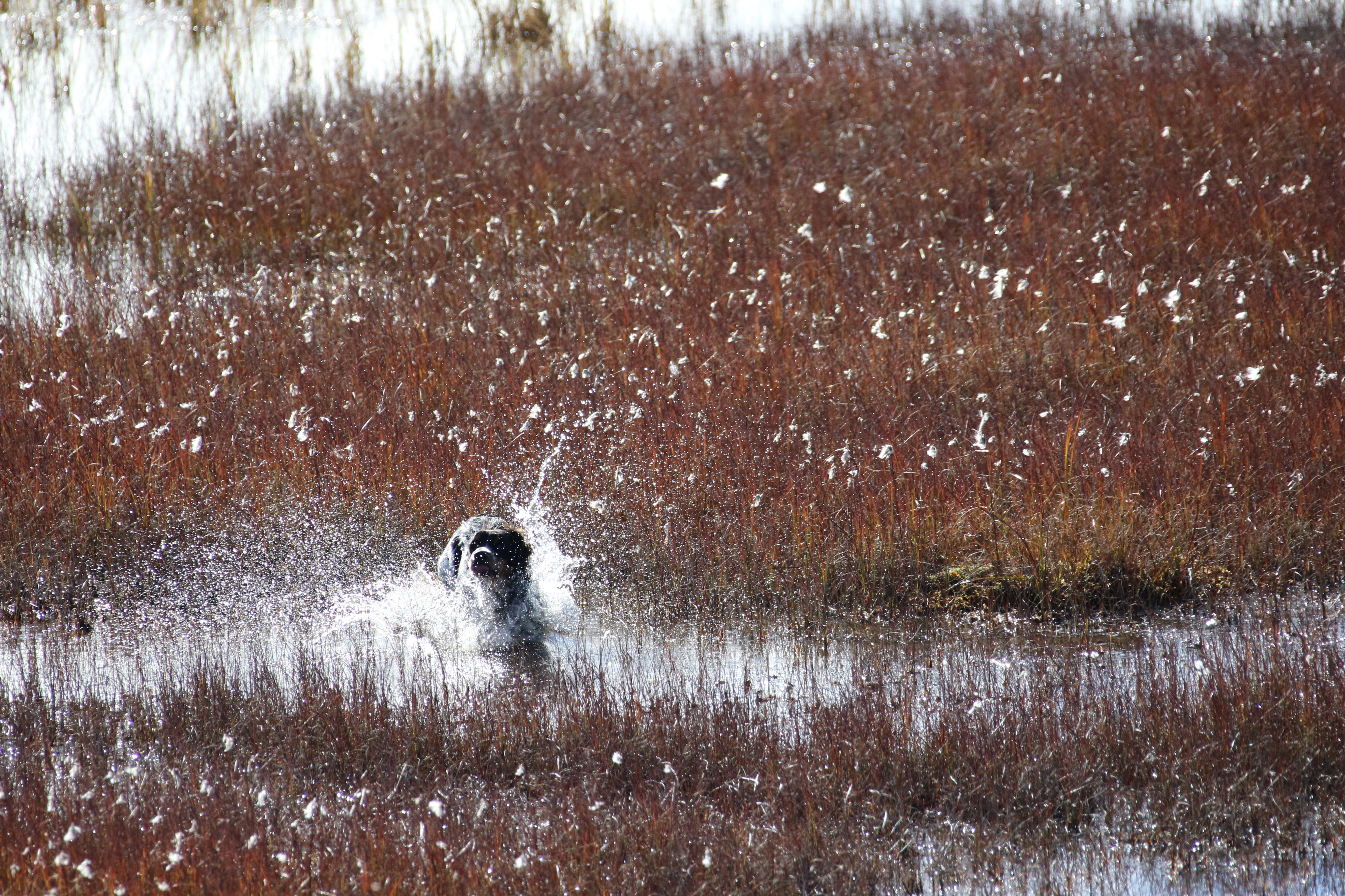Almkullens Gucci2016 3