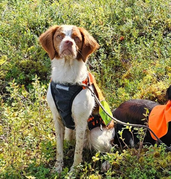 Myrtallens Aina 2 575X600 (1)