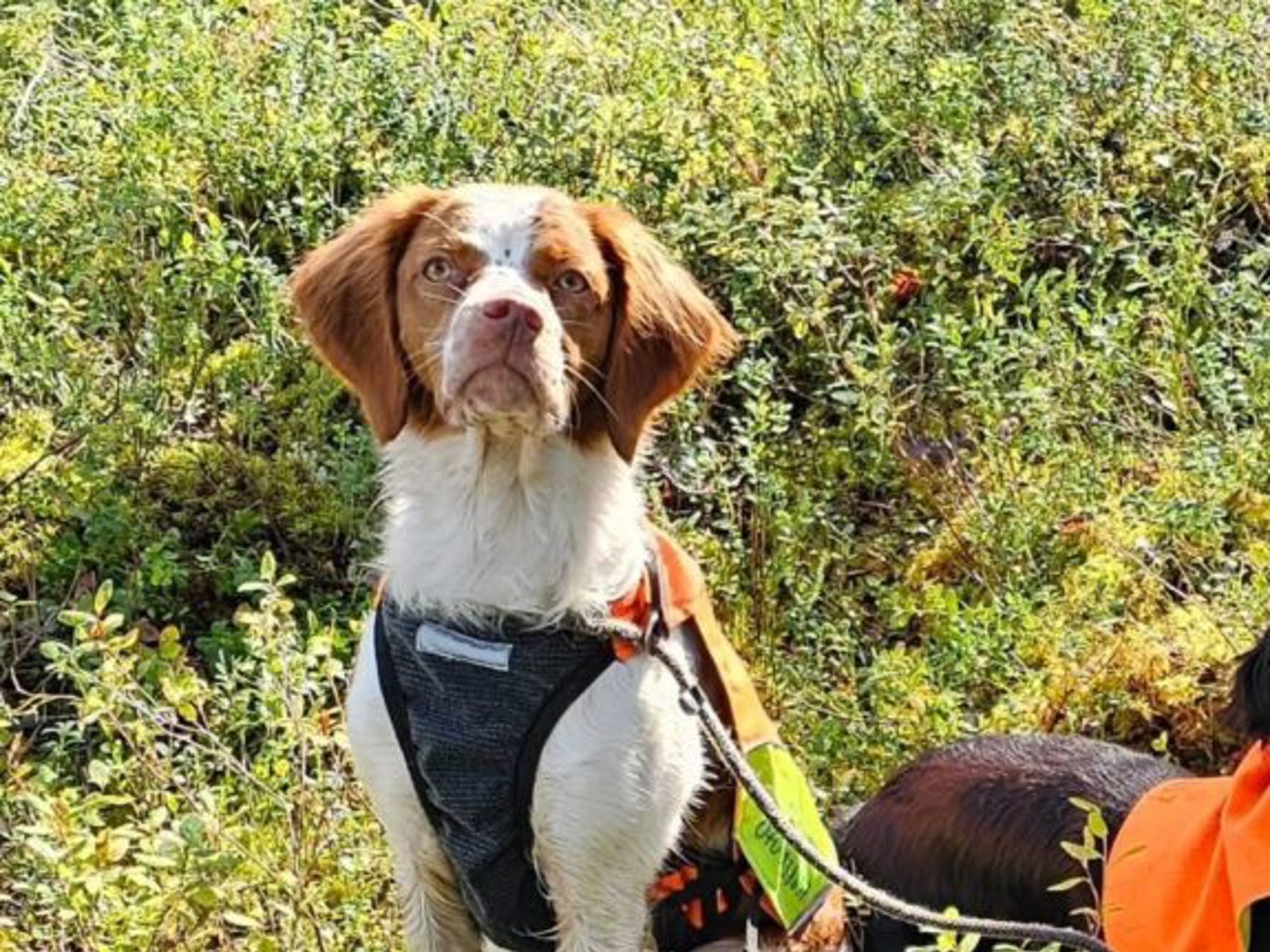 Myrtallens Aina 2 575X600 (1)