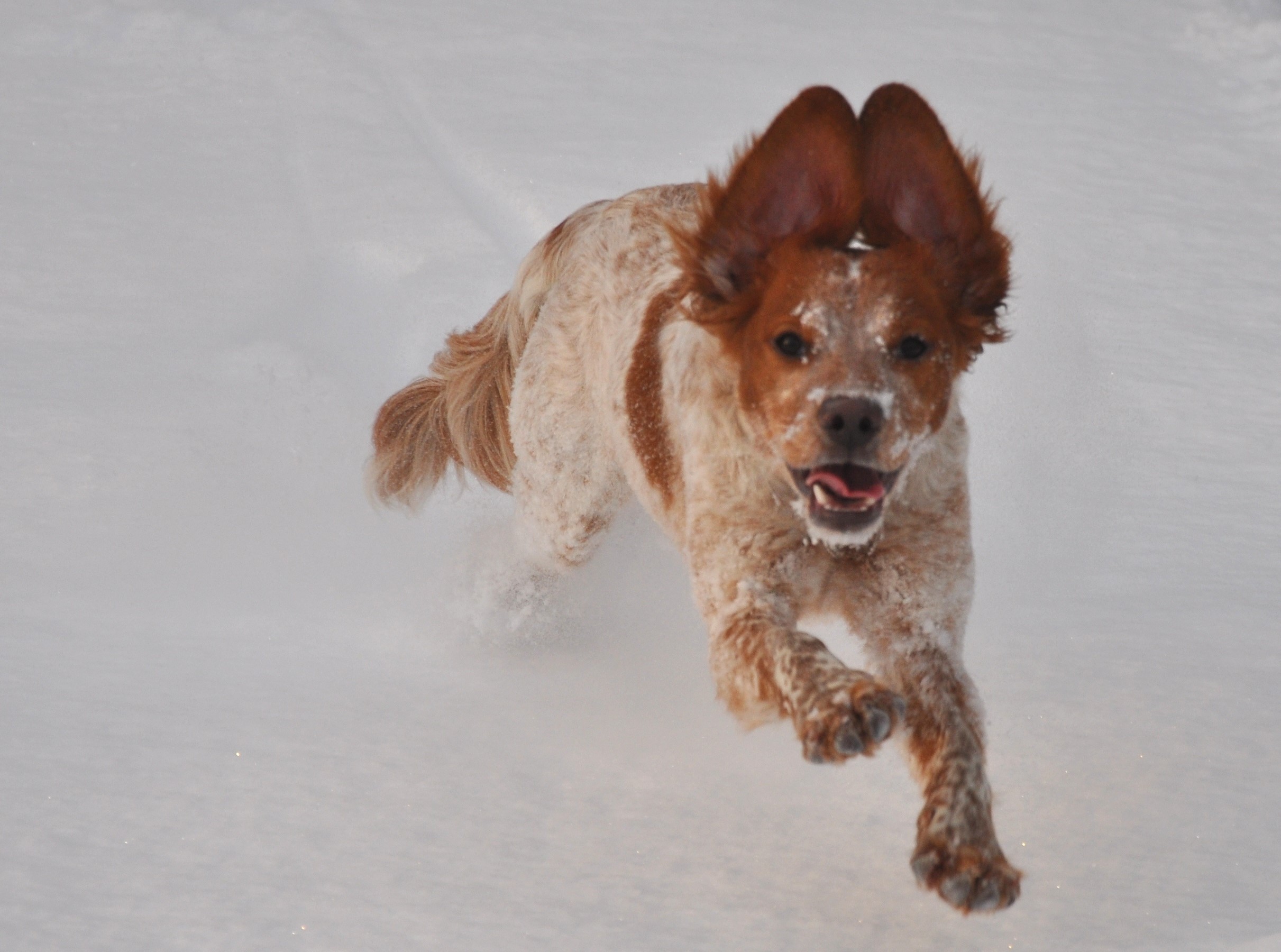 Ripvidets Gnista (1)