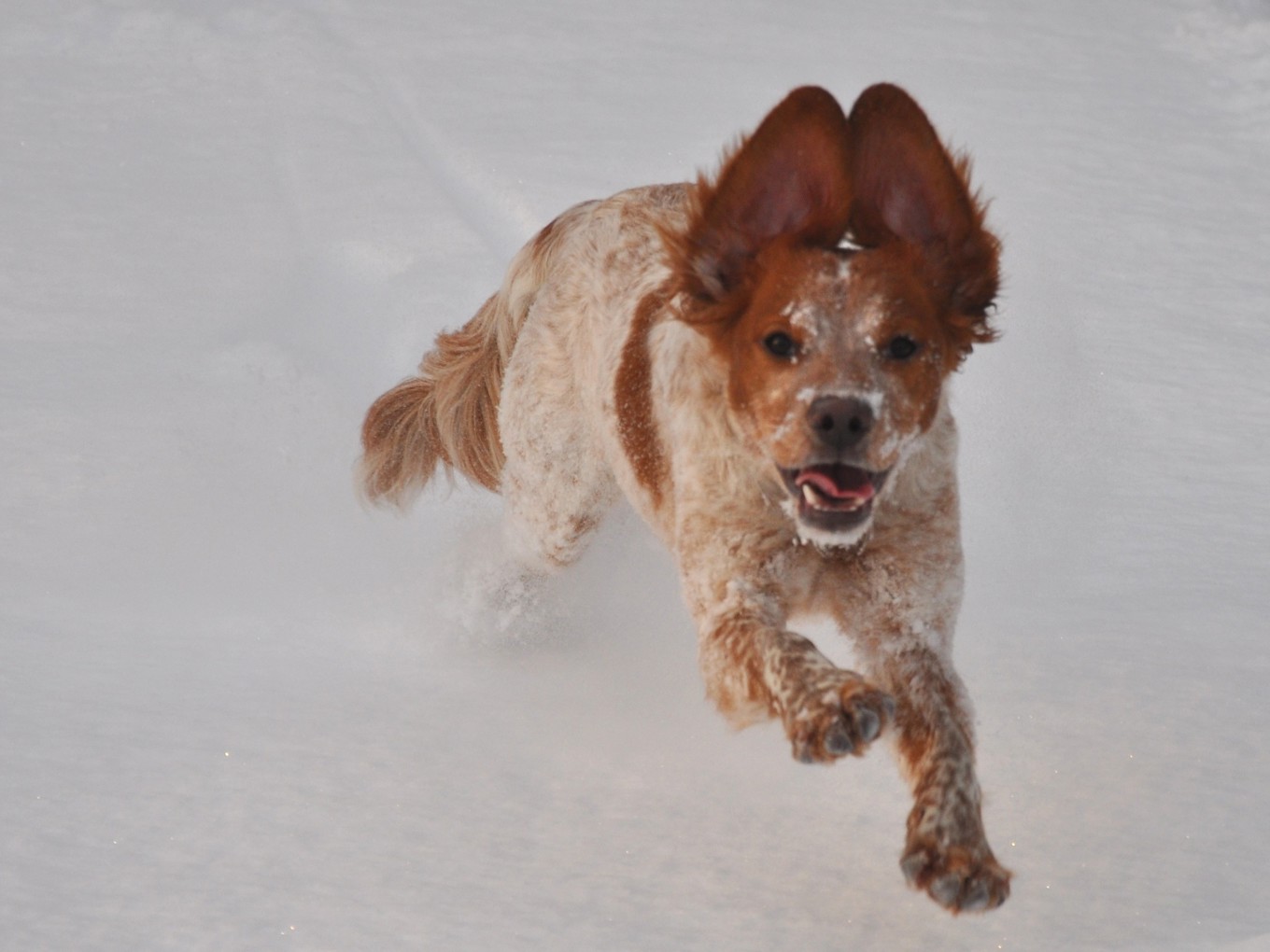 Ripvidets Gnista (1)