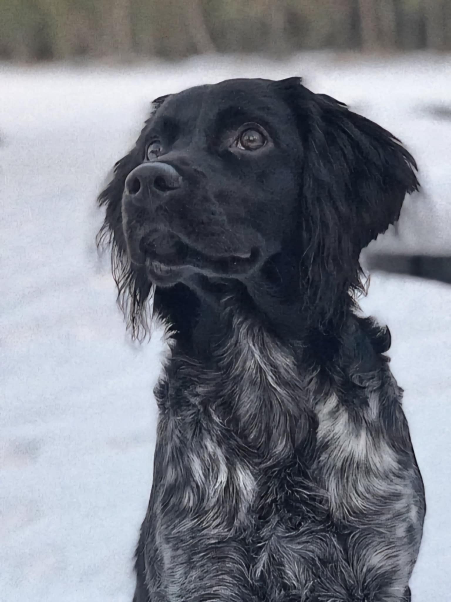 Värmlandsnäsets Pluto 2