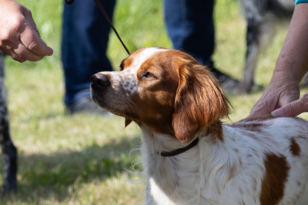 Almkullens Kassie2025