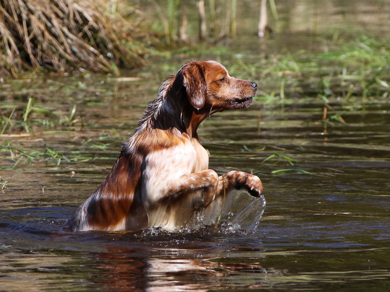 Almkullens Foppa2016