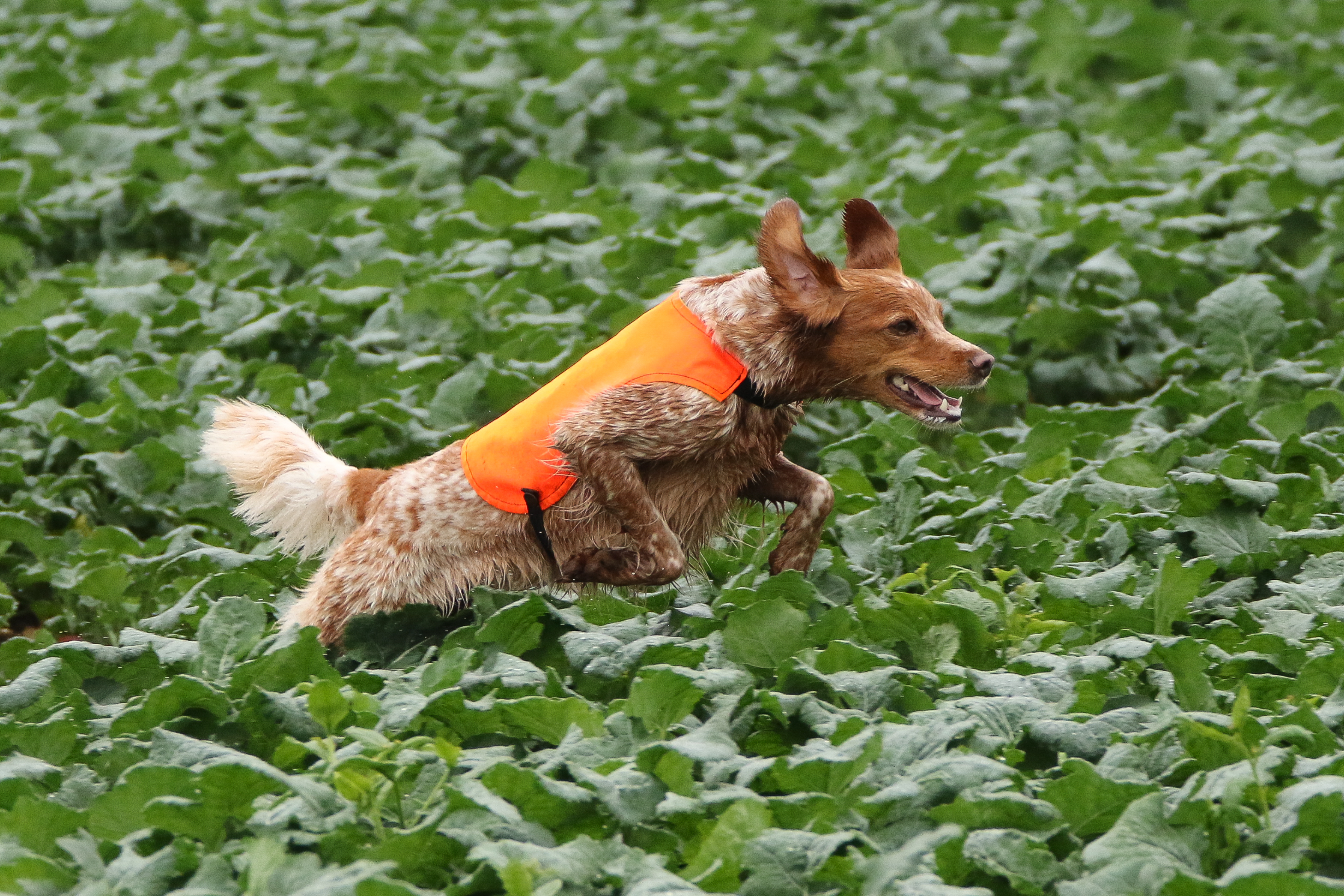 Lill Gemons Luna (Hera) (3)