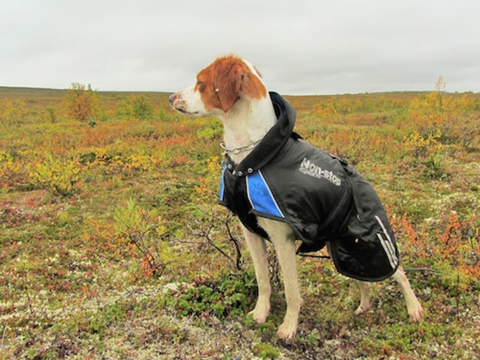 Vakkuniva Tarzans Ts Tara
